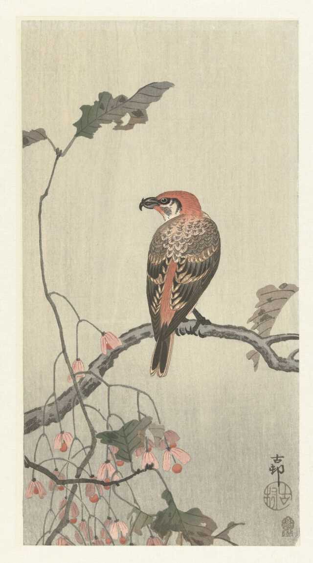 小原古邨】花鳥画で人気が高まる日本画家の生涯と作品の魅力とは