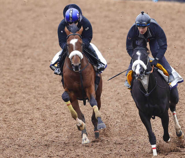 報知杯弥生賞】タイダルロックが急上昇ムード 武井調教師「一段と言わ