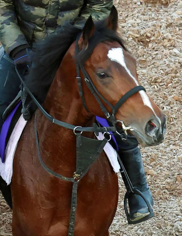 ショウナンガルフ