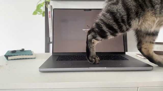MacBookを開くと猫が乗ってきます」という人のためのアプリ - UQライフ