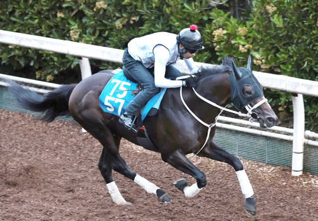 小倉記念】芝4戦目ハピ、重賞初Vへ活気十分 浦和記念と平安S