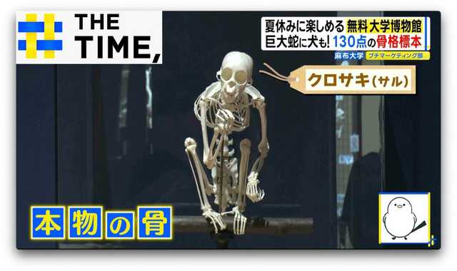M*I様 イルカ　骨格標本　脊椎　背骨　椎骨　腰椎　胸椎　デッサン　頭骨　剥製 M*I様 イルカ 骨格標本 脊椎 背骨 椎骨 腰椎 胸椎 デッサン 頭骨 剥製