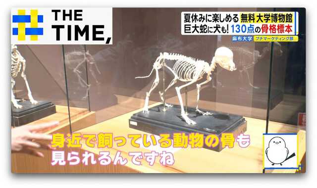 M*I様 イルカ 骨格標本 脊椎 背骨 椎骨 腰椎 胸椎 デッサン 頭骨 剥製