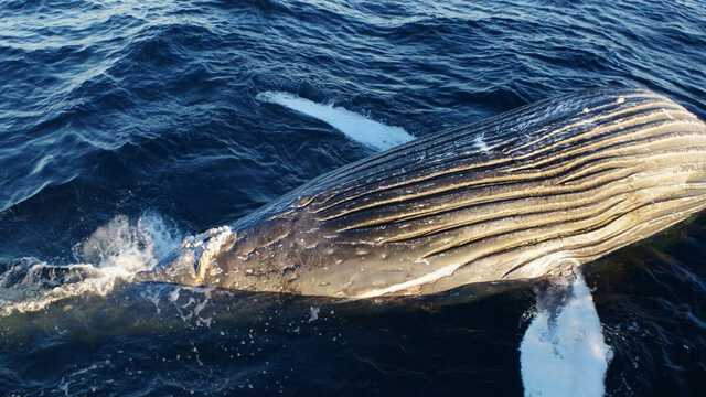 クジラ 体長約14メートル「クジラ」 神戸沖で死骸発見 防波堤に係留し24時間