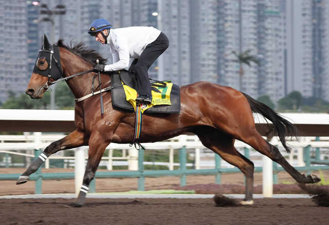 カーインライジング 香港 年度代表馬 ぬいぐるみ 香港国際競走 現地物