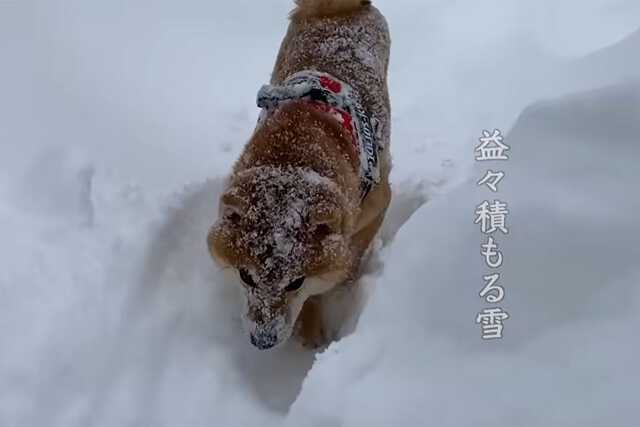 「楽しいワン！」雪の中を散歩中の柴犬のハチ。この後大変なコトに……