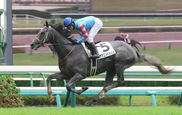 中山8R】ヤマニンヘルシェが重馬場を苦にせず完勝 「自分のリズムで