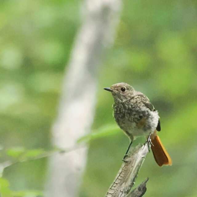磯野貴理子 】 山梨の豊かな自然を満喫 野鳥にカブトムシ 信玄ゆかりの名水まで…大自然に親しむ姿に「自然の空気が伝わる」「目線が素敵 ...