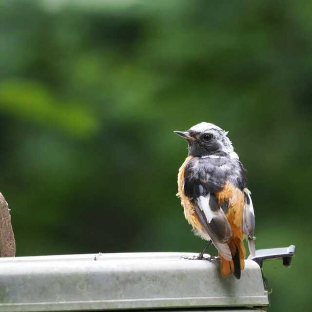 磯野貴理子 】 山梨の豊かな自然を満喫 野鳥にカブトムシ 信玄ゆかりの名水まで…大自然に親しむ姿に「自然の空気が伝わる」「目線が素敵 ...