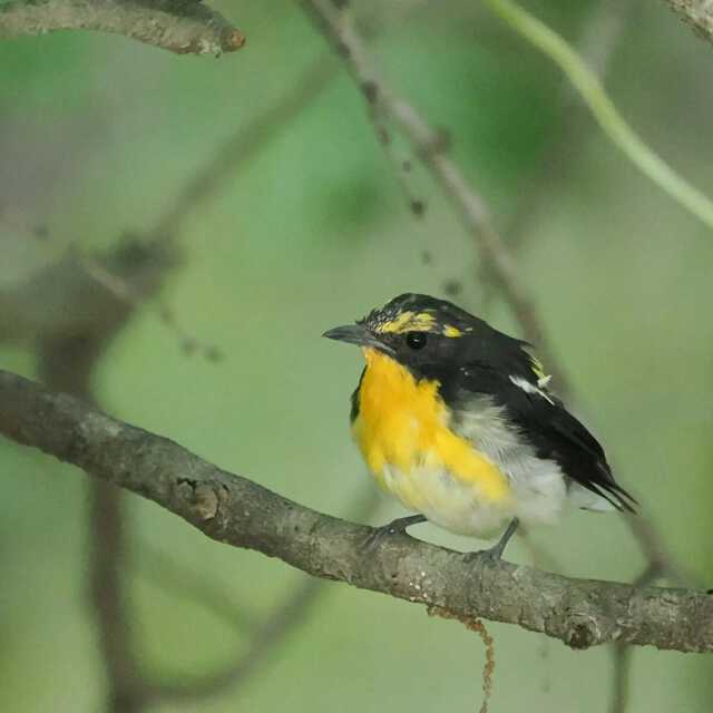 磯野貴理子 】 山梨の豊かな自然を満喫 野鳥にカブトムシ 信玄ゆかりの名水まで…大自然に親しむ姿に「自然の空気が伝わる」「目線が素敵 ...
