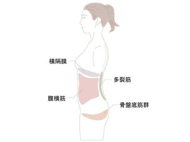 多裂筋と腹横筋