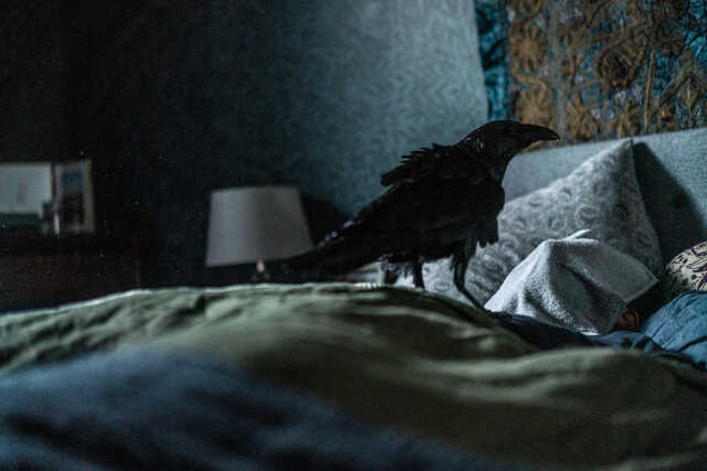 ベッドに止まる一羽のカラス…映画『フェザーズ　その家に巣食うもの』新場面写真
