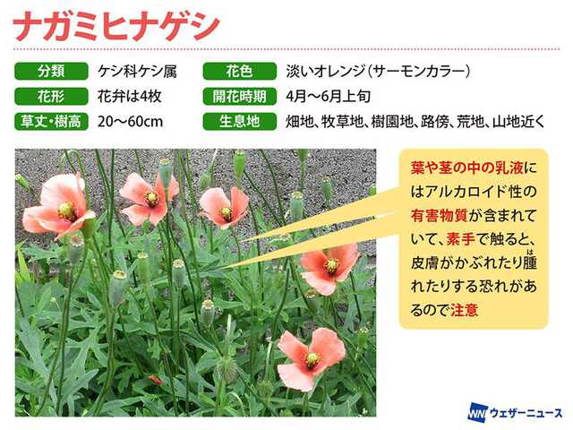 都市部でも多い!? この時期に見かける「ナガミヒナゲシ」の有毒物質に
