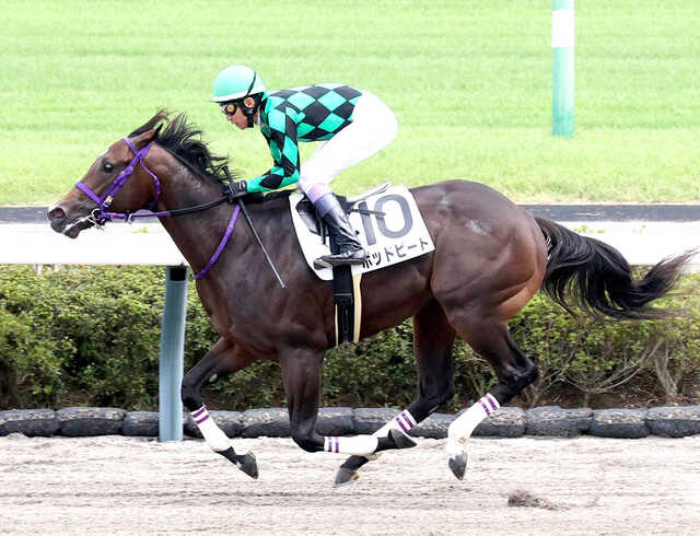 デビュー戦を圧勝で飾ったポッドビート(カメラ・池内 雅彦)