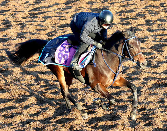 フェアリーS】トワニは馬なりで古馬に併入 菅原明良騎手「状態悪く