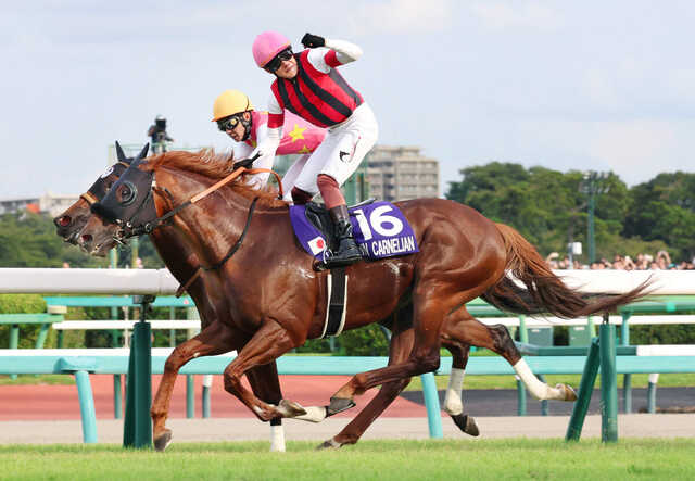 【8/15迄】ロードカナロア スプリンターズS 記念ジャージ 龍王 XL 競馬 8/15迄】ロードカナロア スプリンターズS 記念ジャージ 龍王 XL