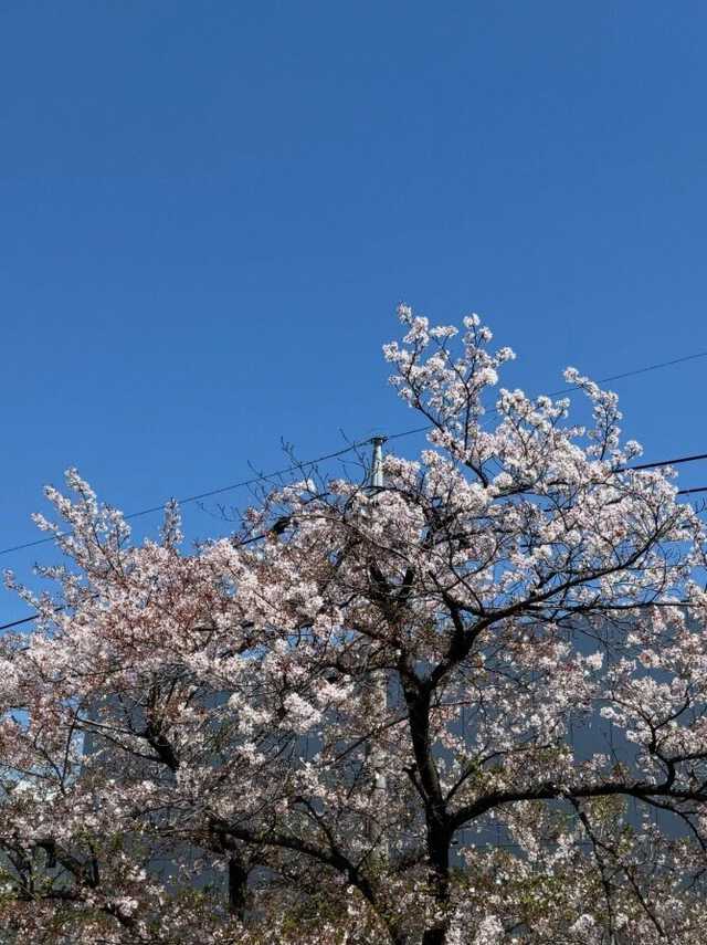 花田倉実さん 公式ブログより引用