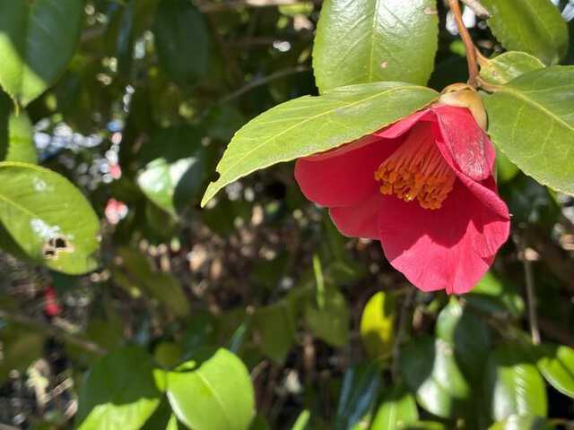 26031216evs16ecamera_06