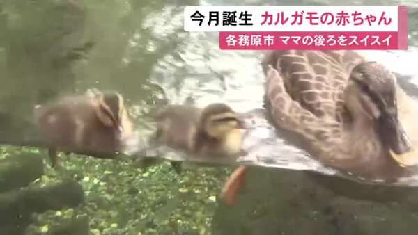 1カ月程で成鳥と同じ姿に…アクア・トトぎふに6/13産まれのカルガモの
