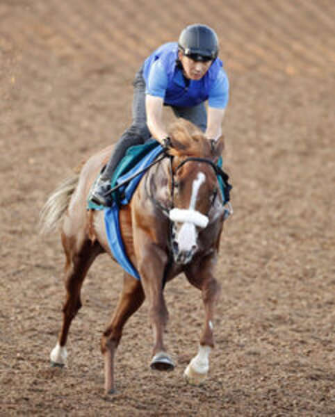 新潟新馬戦・西山の特注馬】アーモンドアイの2番子プロメサアル