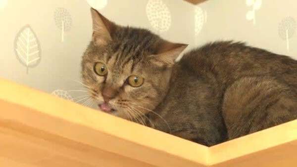 猫39匹が置き去り「多頭飼育崩壊」 やせ細った体…過酷な環境で