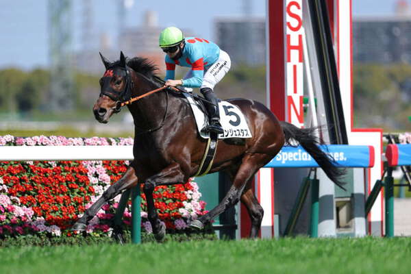 阪神6R】コントレイル産駒 コンジェスタスがデビュー2連勝 - UQライフ