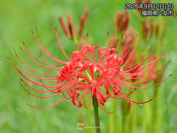 彼岸花には毒がある？ ヒガンバナにまつわる3つの豆知識 - UQライフ