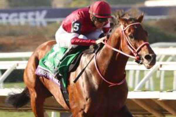 フォーエバーヤング 50枚限定 JRAポストカード付 競馬カード 日本競馬史上初「50億円ホース」となったフォーエバーヤング JRA